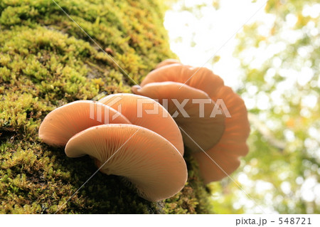 針葉樹林の毒キノコ 548721