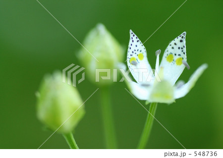 白い星の花 白い星の花 548736
