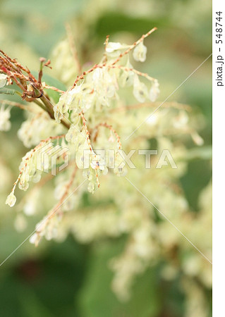 イタドリの白い種 たくさん イタドリの白い種 たくさん 548744