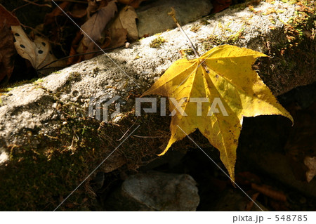 黄色い落ち葉 548785