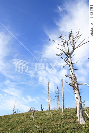 白い枯木と青い空 548791