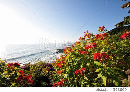 堀切峠のポインセチア 548800