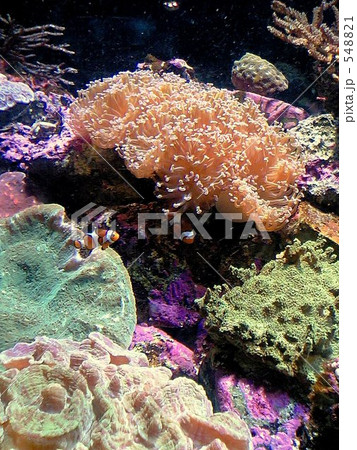 ニモ発見！ 548821