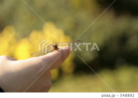 指先にとまった秋トンボ 548892