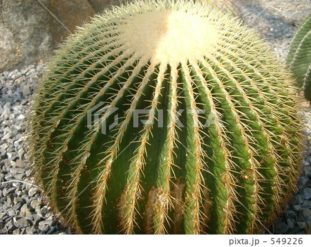 まるっとトゲトゲ☆ まるっとトゲトゲ☆ 549226