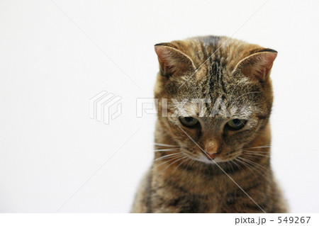 考える猫 549267