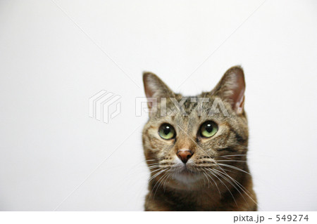 考える猫 考える猫 549274