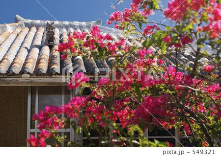 竹富島の街並み 549321