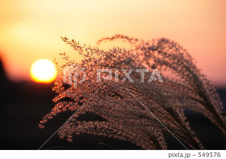 夕陽とススキ 549576