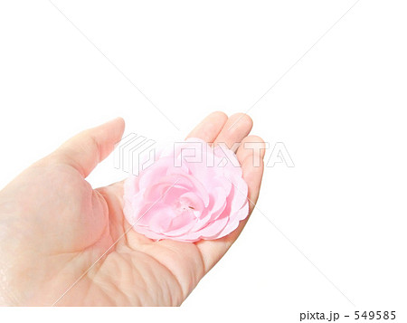 ピンクのバラ 549585