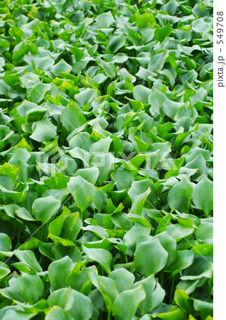 一面にホテイアオイ 549708