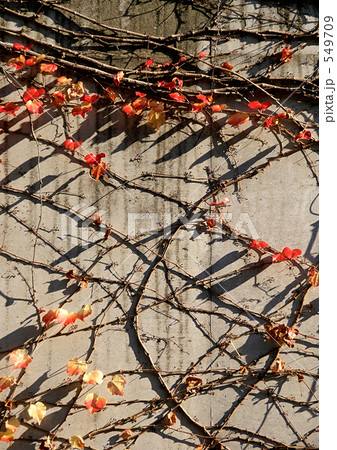 蔦の紅葉 蔦の紅葉 549709