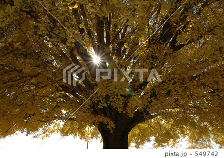 銀杏おばけ傘 4 549742