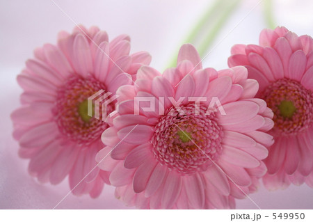 ガーベラ３ 549950