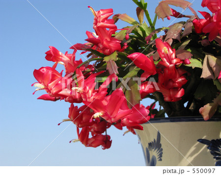 赤いシャコバサボテンの花 赤いシャコバサボテンの花 550097