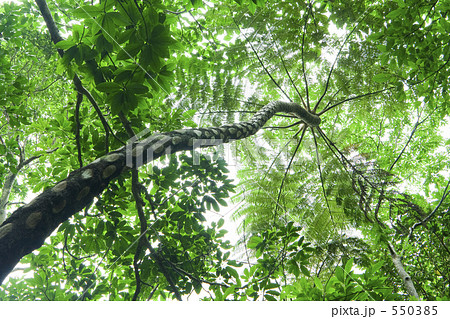 西表島のジャングル 550385