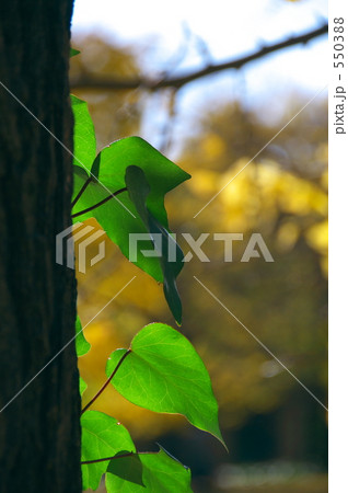 蔦の葉 550388