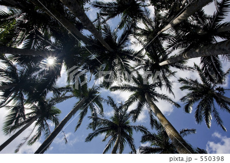 天然記念物 米原のヤエヤマヤシ群落 天然記念物 米原のヤエヤマヤシ群落 550398