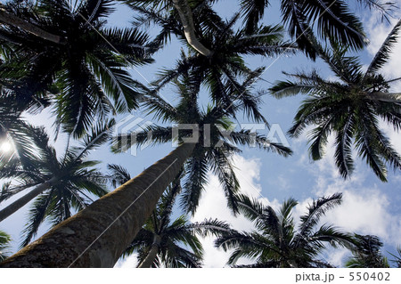 天然記念物　米原のヤエヤマヤシ群落 550402