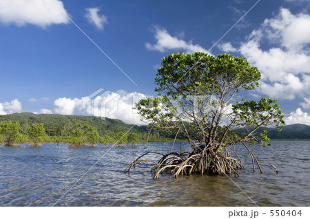 マングローブ マングローブ 550404