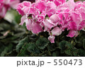 シクラメン 6 550473