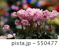 シクラメン 2 550477