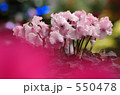 シクラメン 1 550478