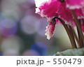 シクラメン蕾 550479