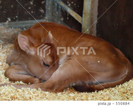 おねむのこうし おねむのこうし 550884