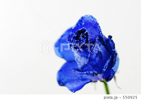 blue rose 550925
