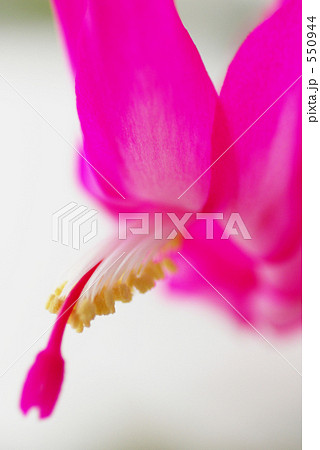 シャコバサボテンの花 550944