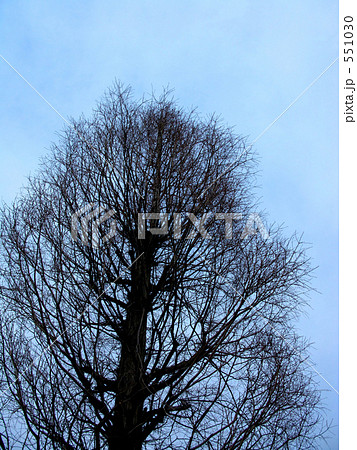 葉を落とした冬のラクウショウ 葉を落とした冬のラクウショウ 551030