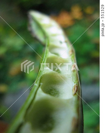 四角豆の鞘 四角豆の鞘 551529