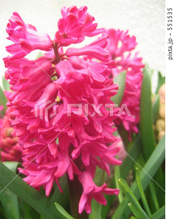 ヒヤシンス 551535