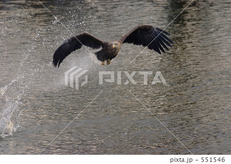 オジロワシ 551546