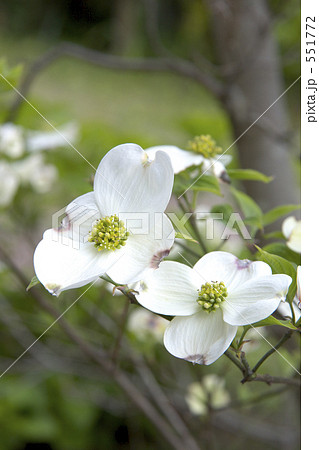 花水木 花水木 551772
