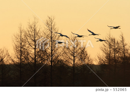 タンチョウ 552065