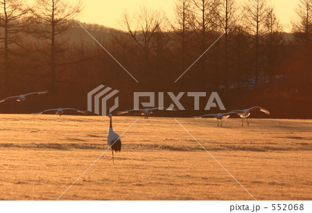 タンチョウ 552068