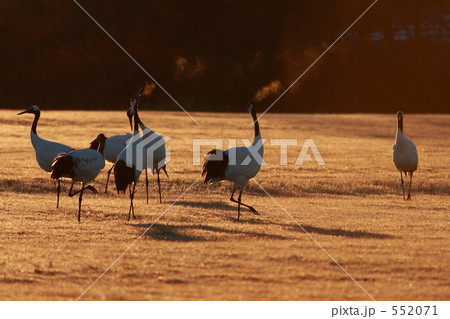 タンチョウ 552071