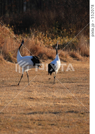 タンチョウ 552078