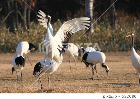 タンチョウ 552080