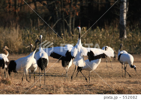 タンチョウ 552082