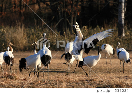 タンチョウ 552084