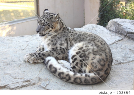 ユキヒョウ 552364