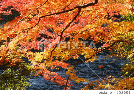 京都紅葉(宇治川) 京都紅葉(宇治川) 552601