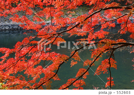 京都紅葉(宇治川) 京都紅葉(宇治川) 552603