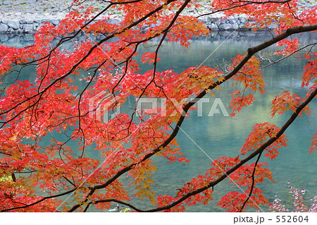 京都紅葉（宇治川） 552604