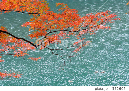 京都紅葉（宇治川） 552605