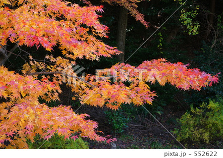 京都紅葉（哲学の道） 552622
