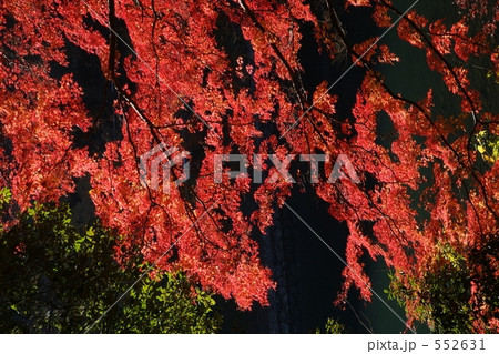 京都紅葉（宇治川） 552631